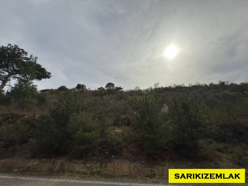 Havran Hallaçlar Mah`daZeytinlik. - 4